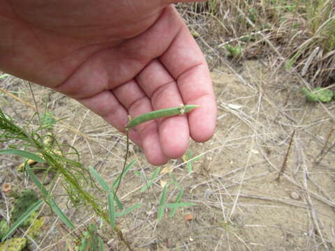 Image de Strophostyles leiosperma (Torr. & A. Gray) Piper