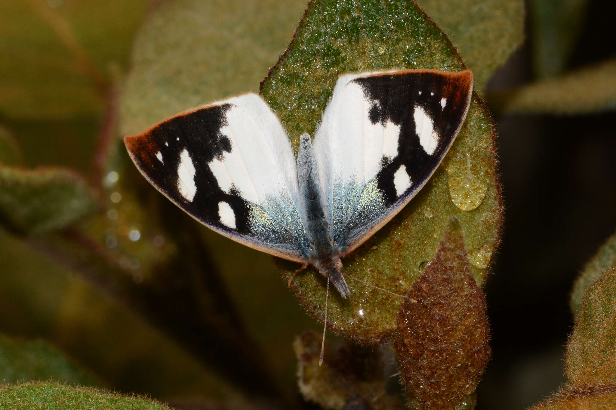 Image of Lymanopoda eubagioides Butler 1873