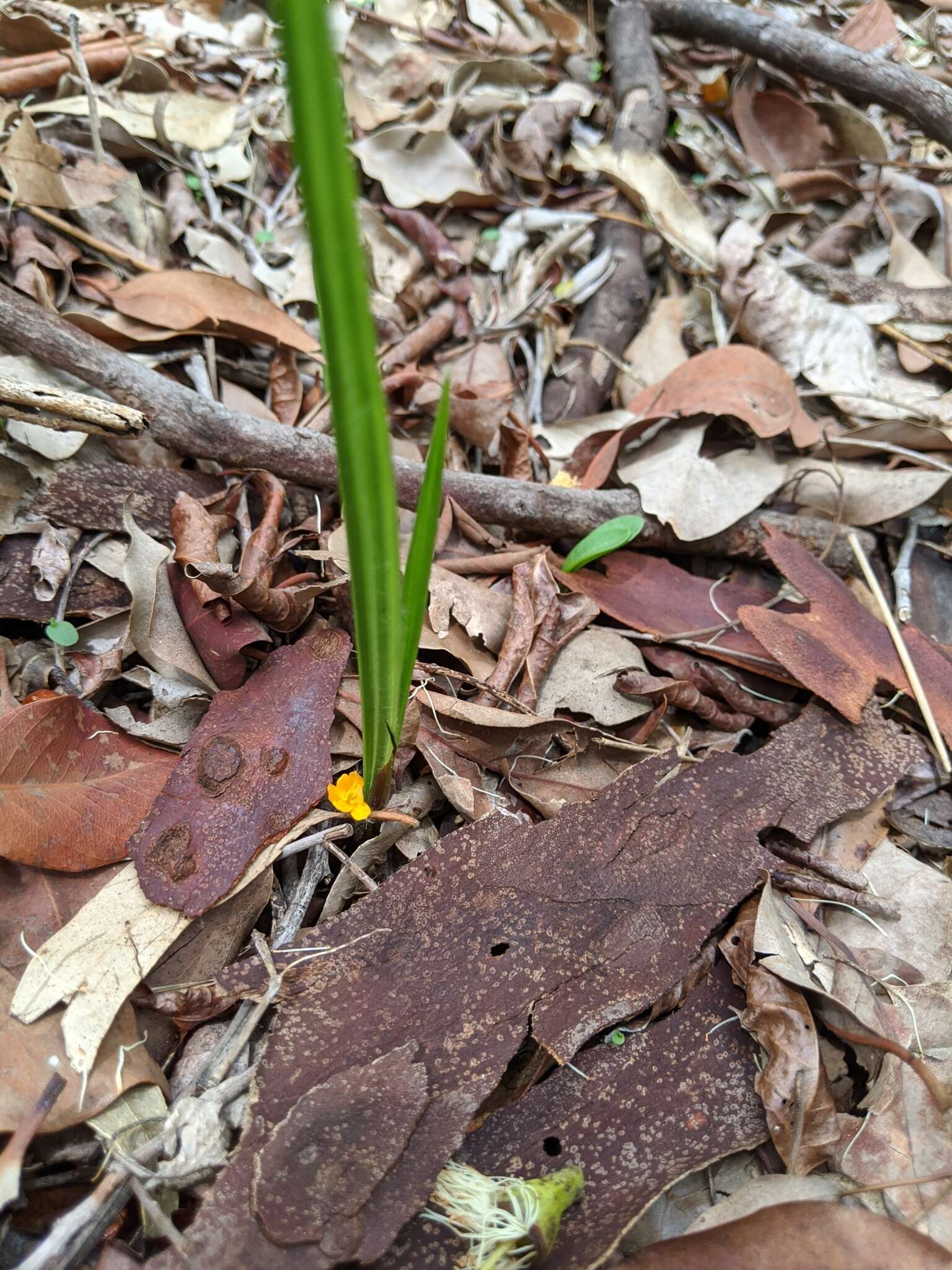 Image of Curculigo ensifolia R. Br.