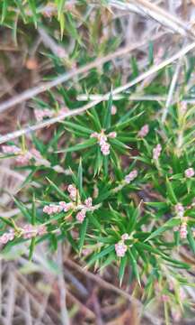 Imagem de Lissanthe strigosa subsp. subulata (R. Br.) J. M. Powell