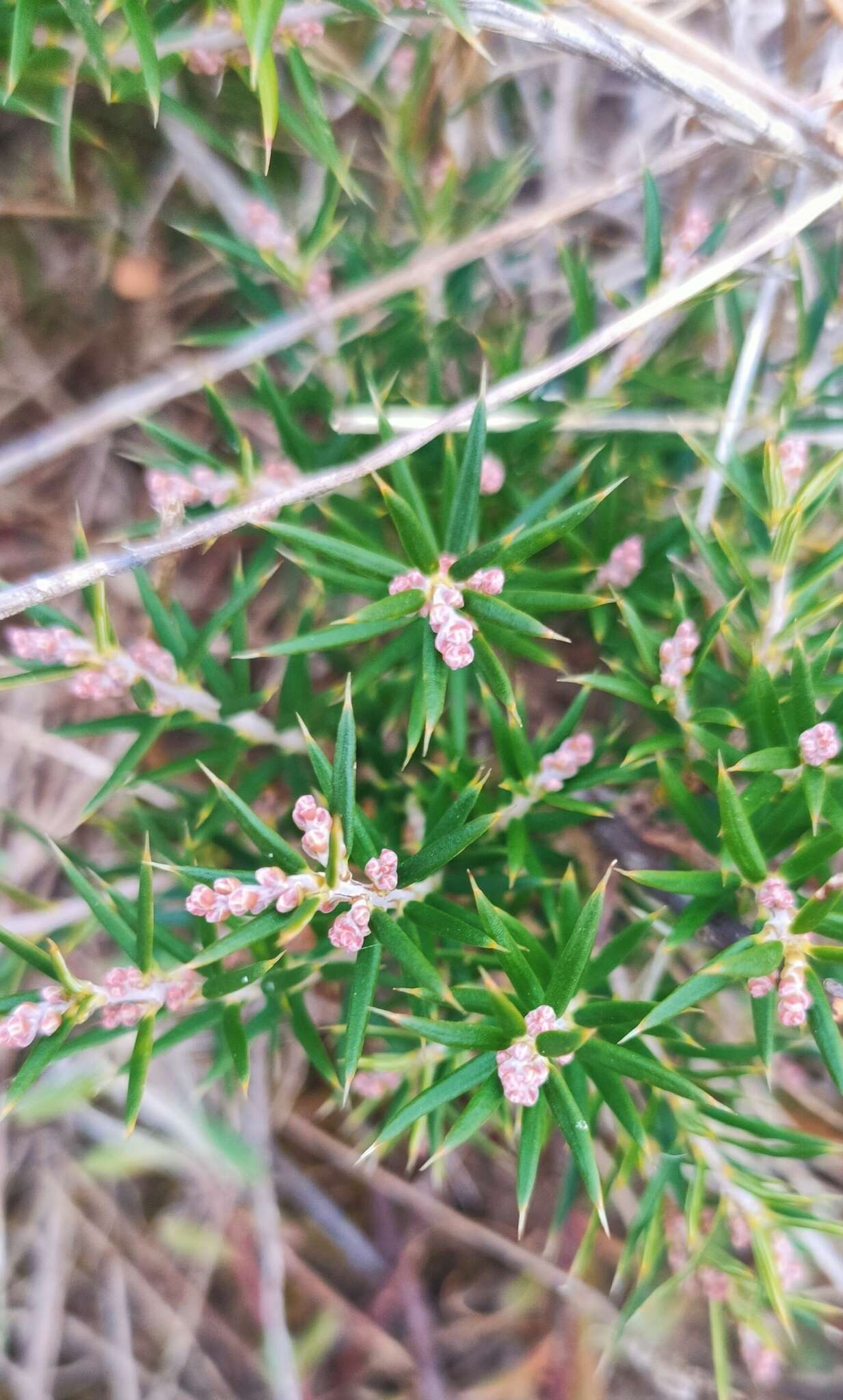 Image of Lissanthe strigosa subsp. subulata (R. Br.) J. M. Powell