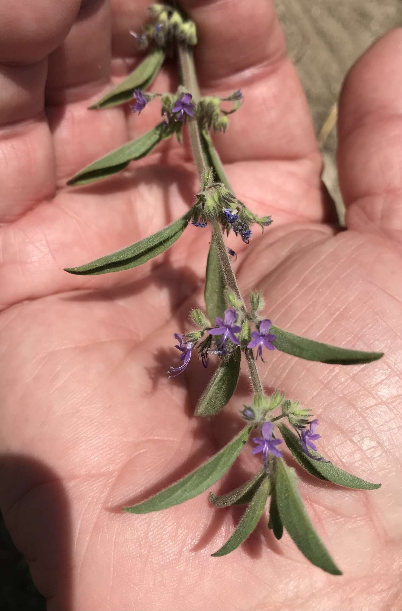 Image of San Jacinto bluecurls