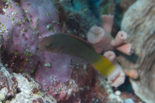 Image de Pseudochromis marshallensis Schultz 1953