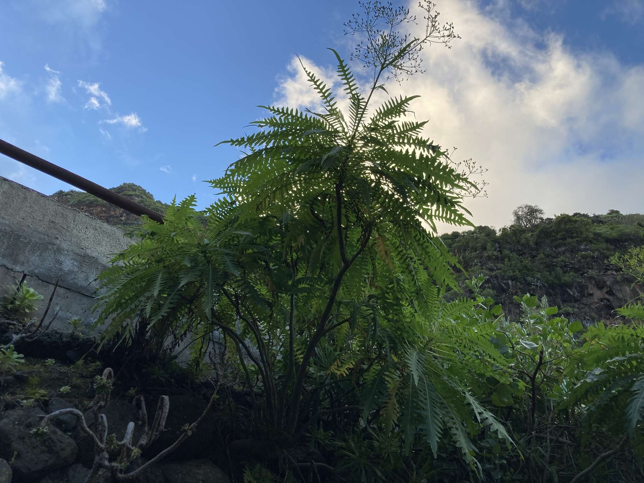 Imagem de Sonchus palmensis (Sch. Bip.) Boulos