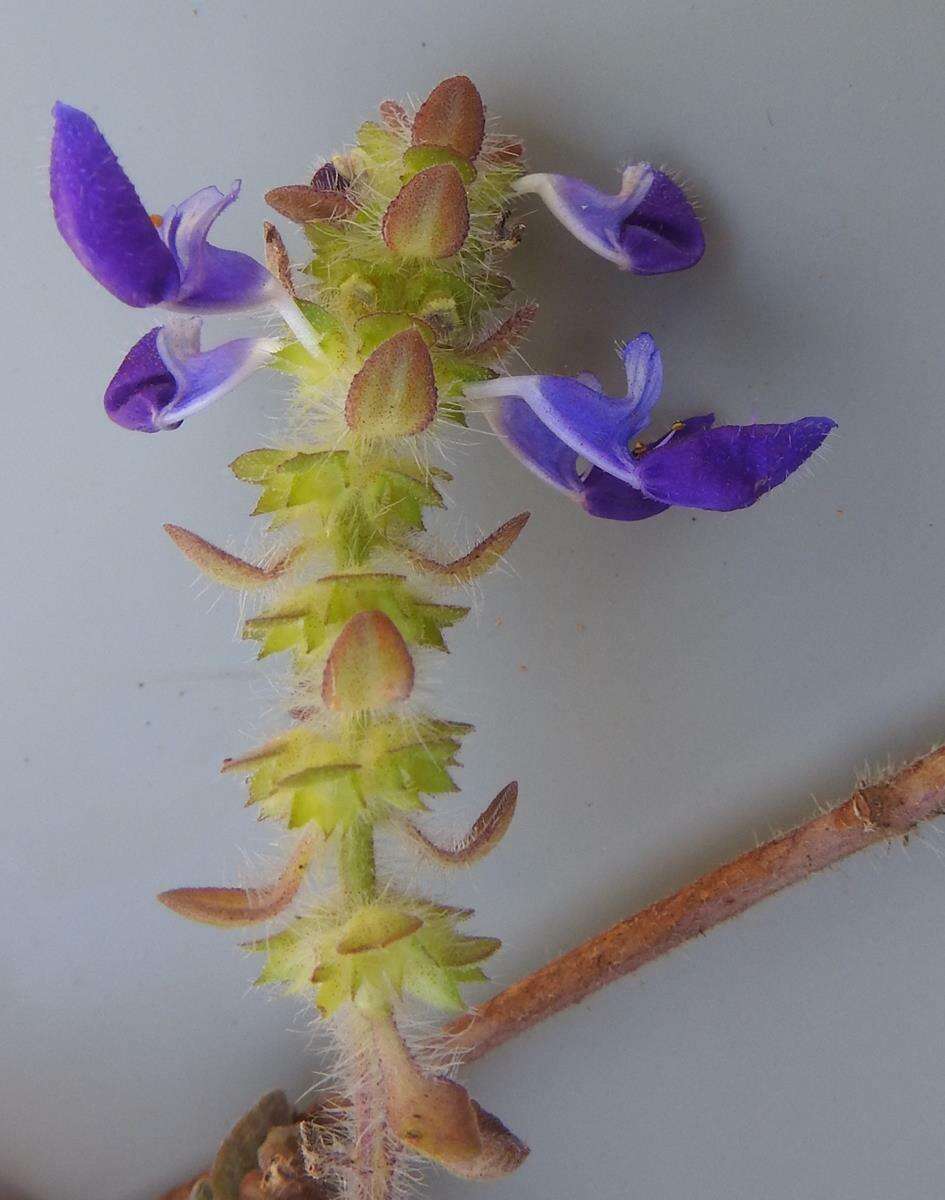 Image of Plectranthus lasianthus (Gürke) Vollesen