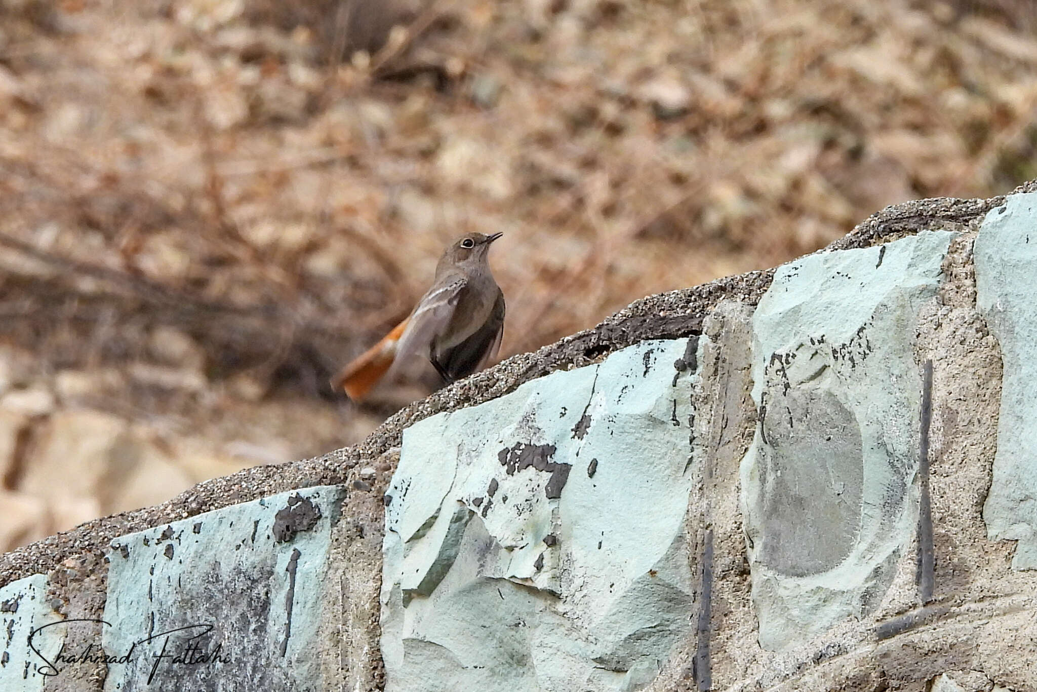 Image of Eversmann's Redstart