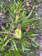 Image de Leionema viridiflorum (Paul G. Wilson) Paul G. Wilson