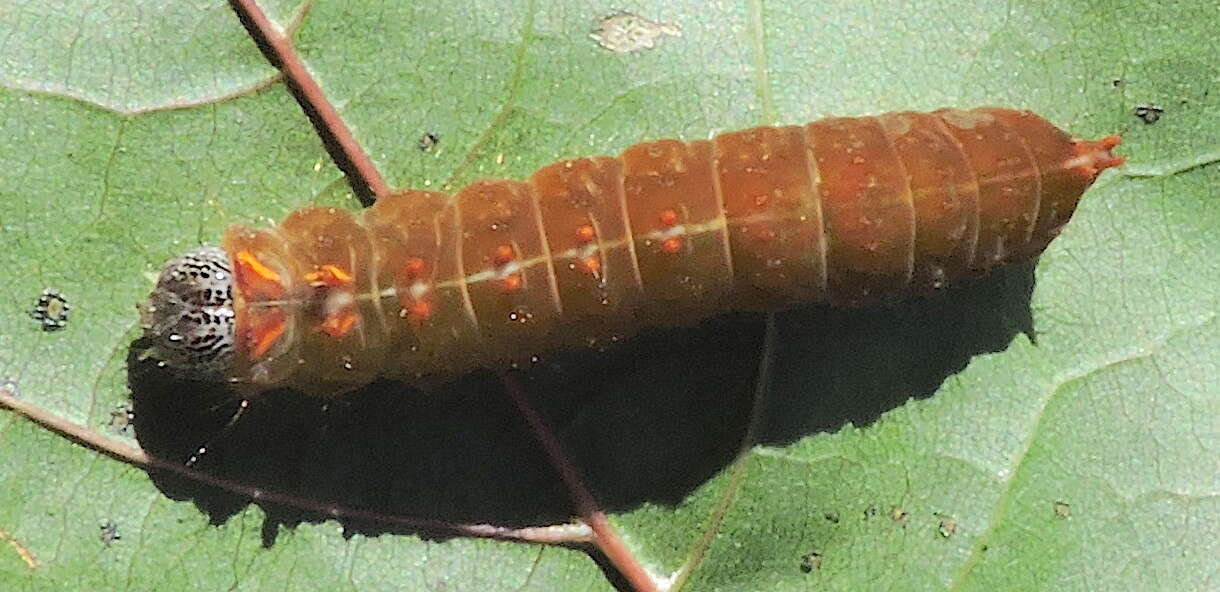 Image of Clear Dagger Moth