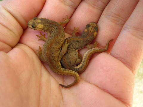 Image of Banded Newt