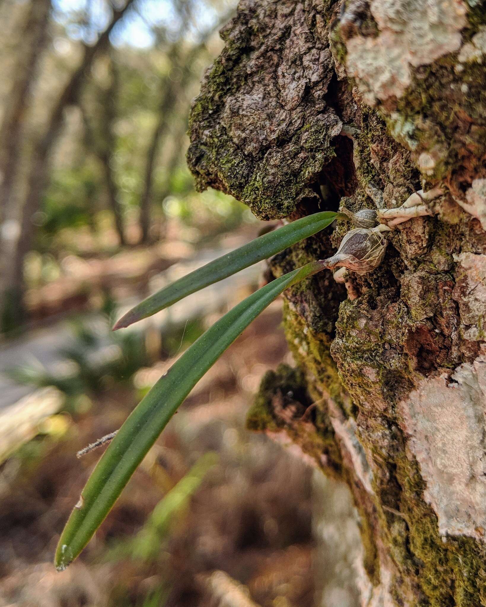 Image of Tampa butterfly orchid