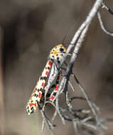 Image of crimson speckled