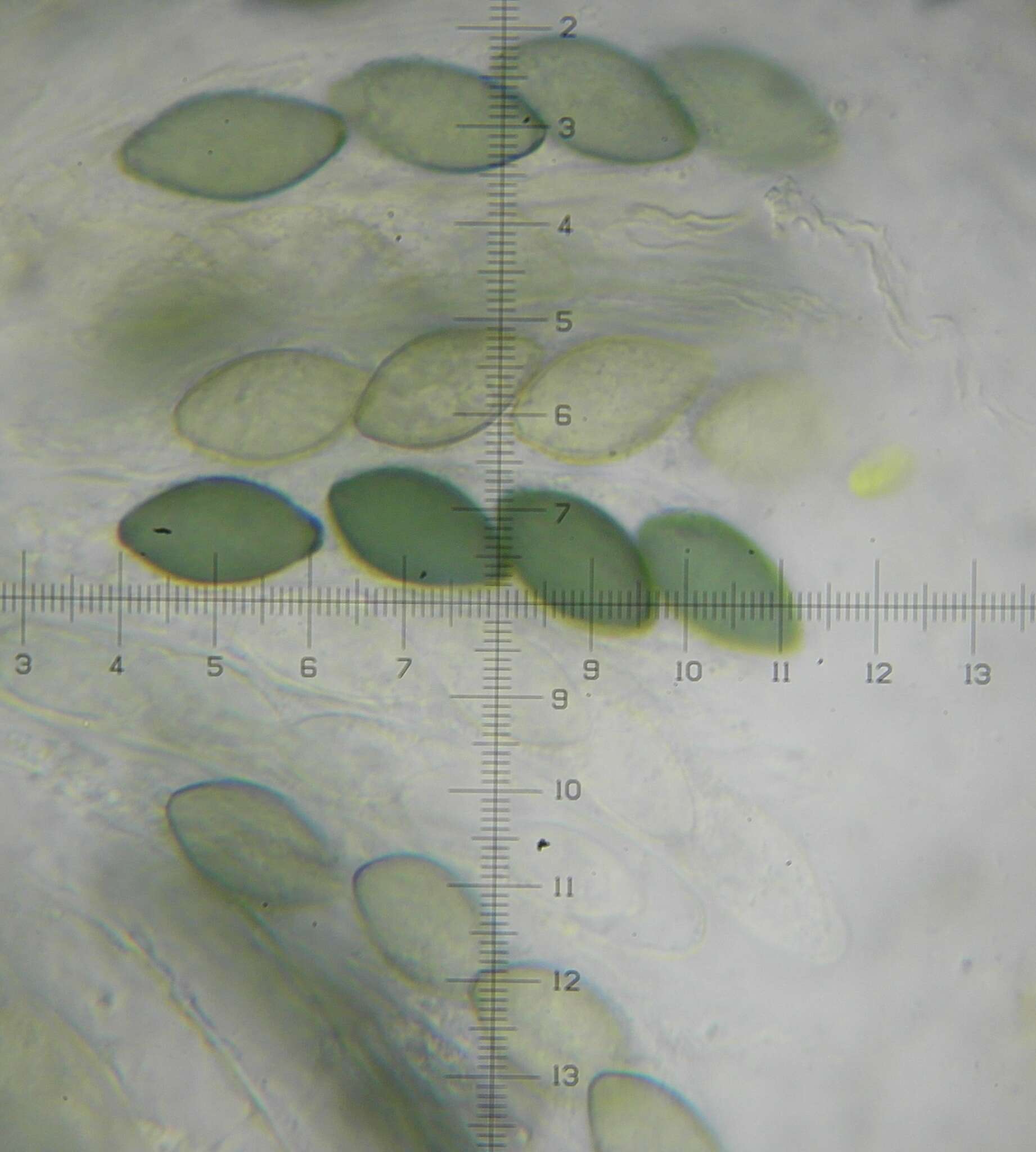 Image of Schizothecium tetrasporum (G. Winter) N. Lundq. 1972