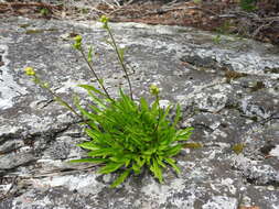 Image of Solidago simplex var. ontarioensis (Ringius) G. S. Ringius