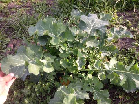 Plancia ëd Brassica napus subsp. rapifera Metzg. ex Sinskaya