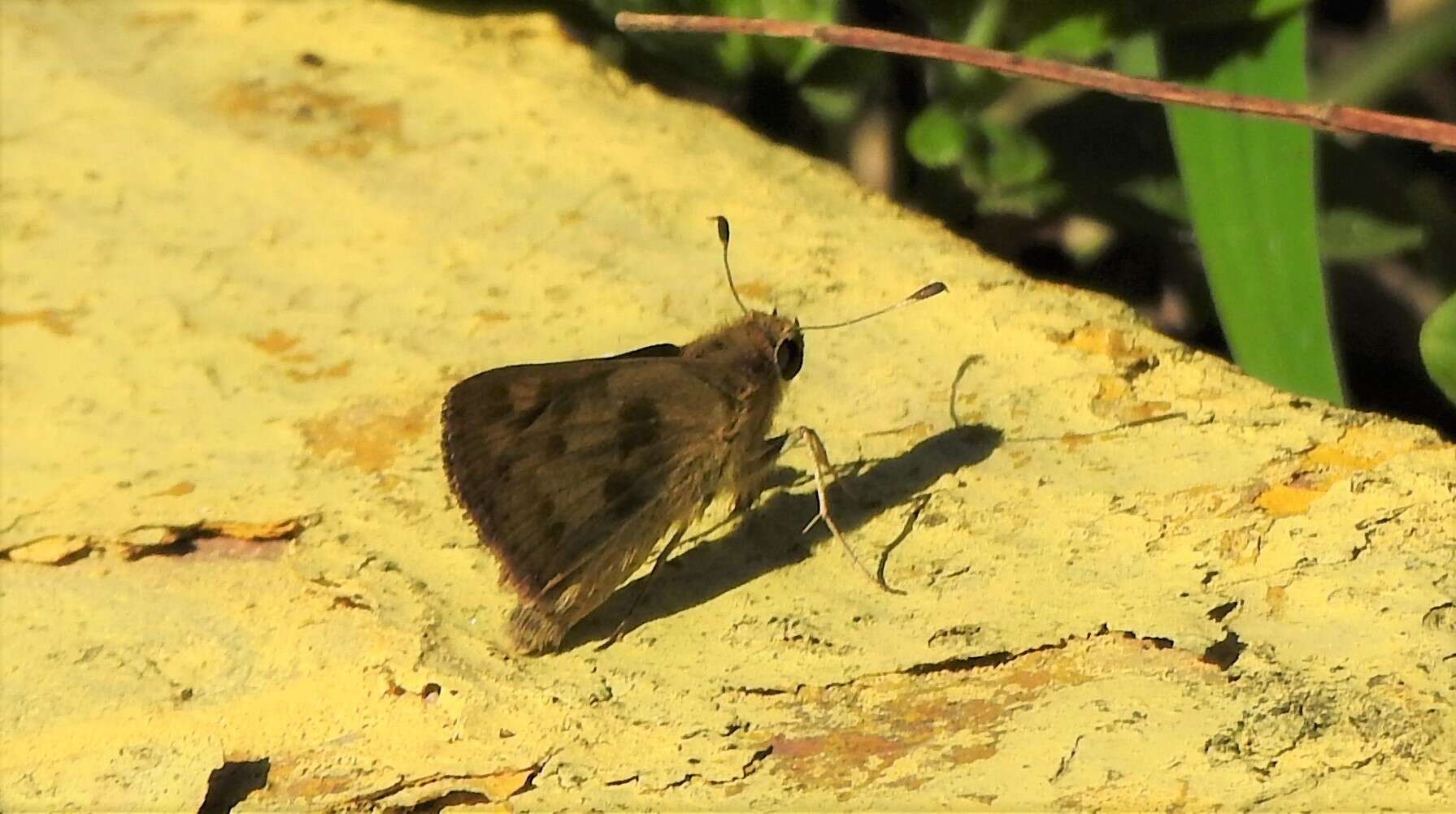 Image of Polites vibex catilina Plötz 1886