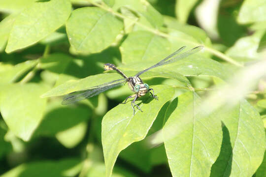 Image of Riverine Clubtail