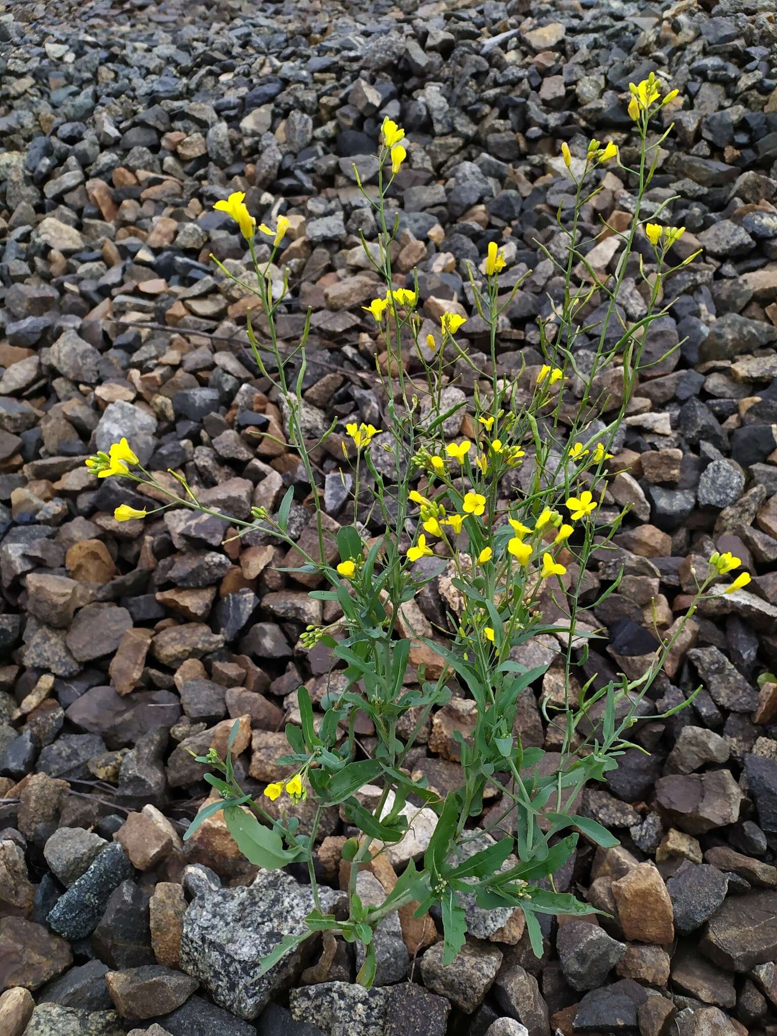 Image of field mustard