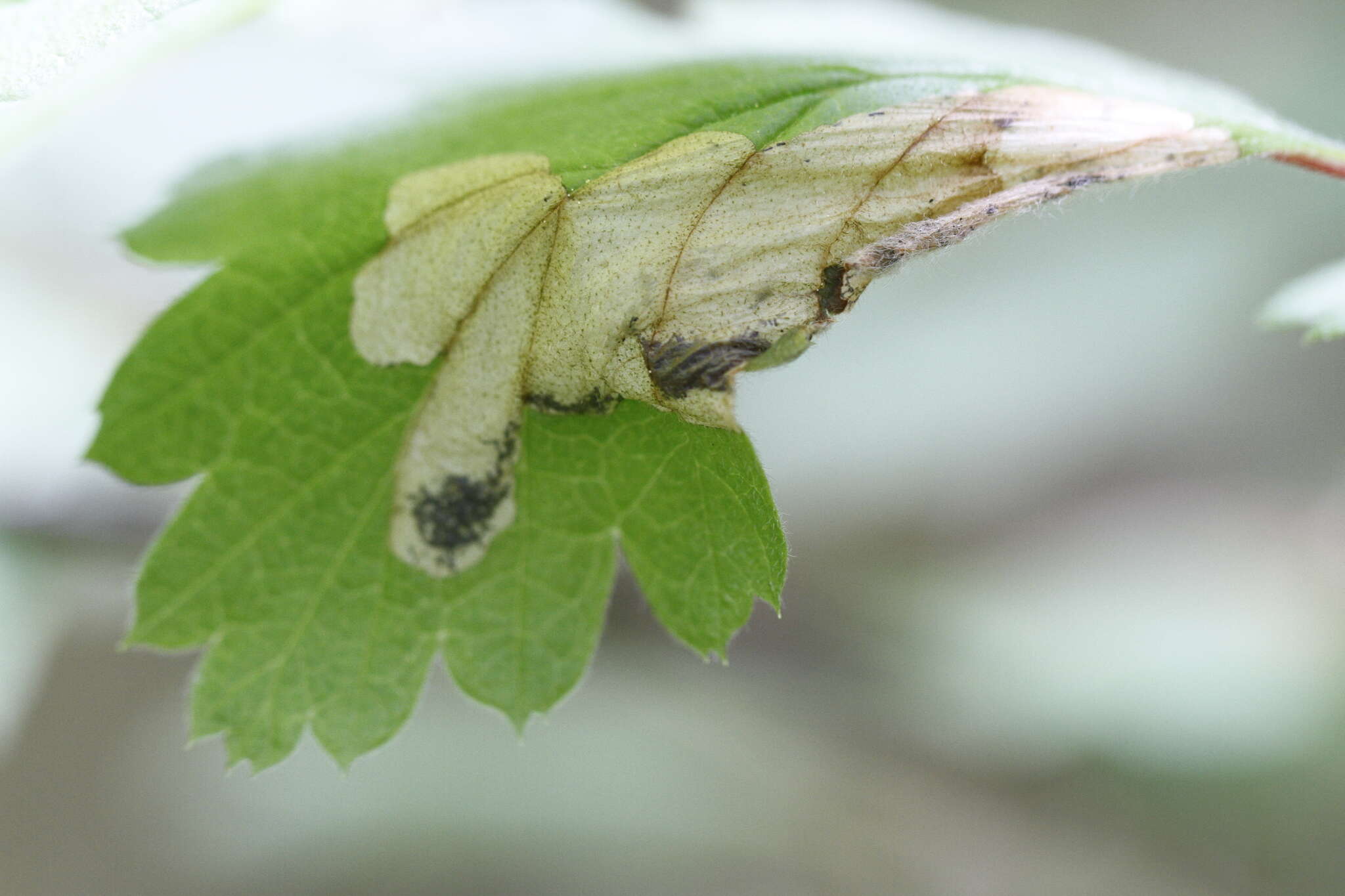 Image of Eriocrania semipurpurella pacifica Davis 1978