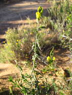 Image of <i>Melolobium lampolobum</i>