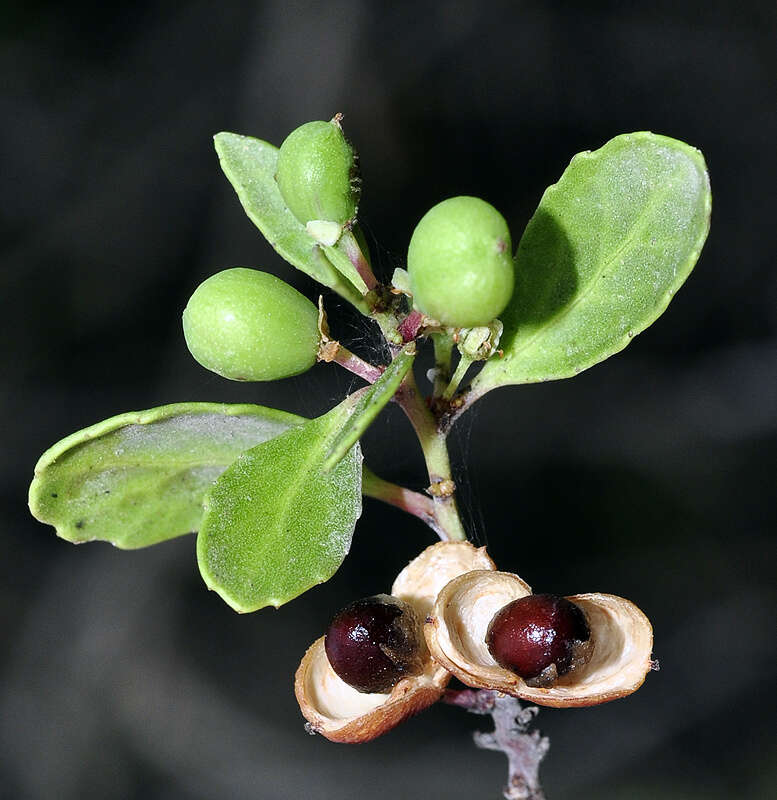 Gymnosporia senegalensis var. europaea (Boiss.) Jahand. & Maire的圖片