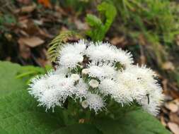 صورة Ageratina petiolaris (Mocino & Sesse ex DC.) R. King & H. Rob.