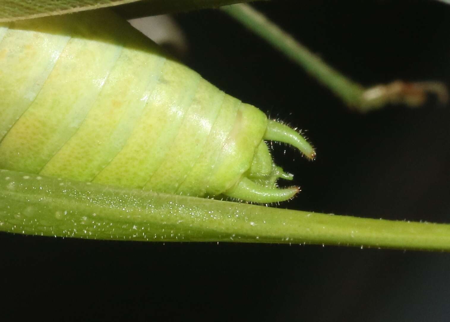 Image of Texas False Katydid