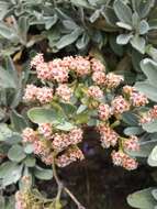 Imagem de Eriogonum giganteum var. formosum K. Brandegee