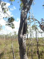 Image of Eucalyptus latisinensis K. D. Hill