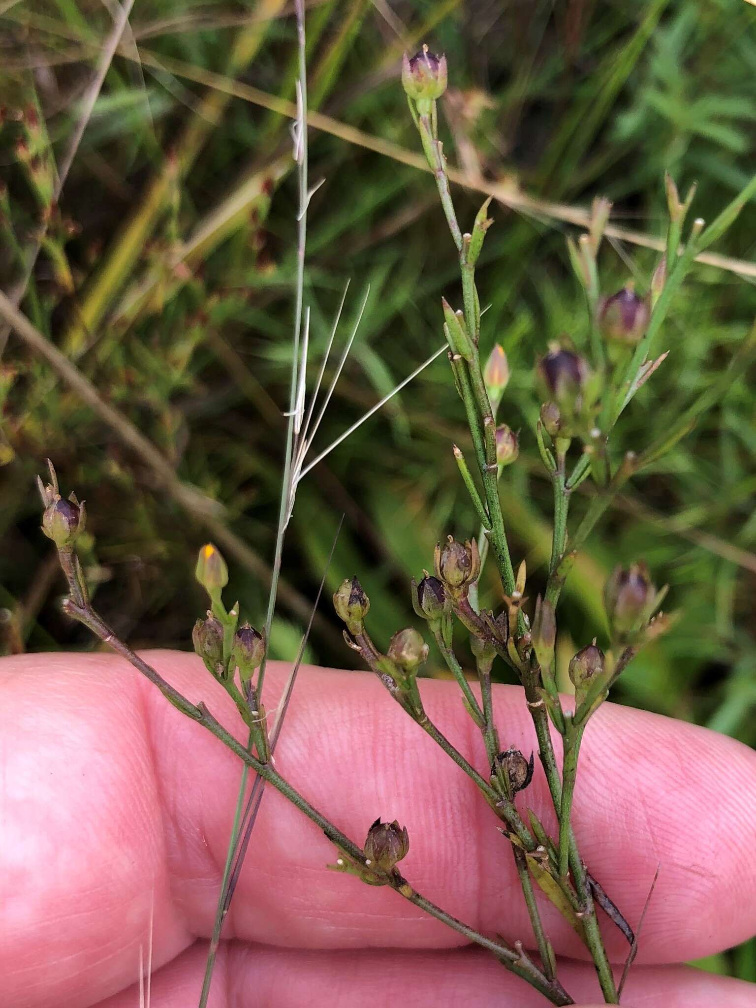 Image of Linum floridanum var. floridanum