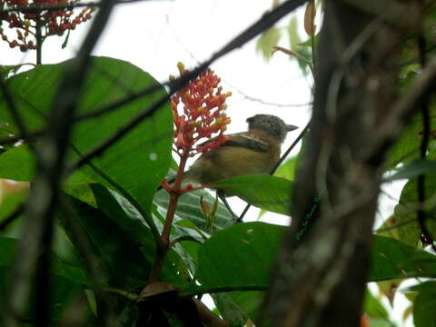 Image of Sakesphorus canadensis pulchellus (Cabanis & Heine 1860)