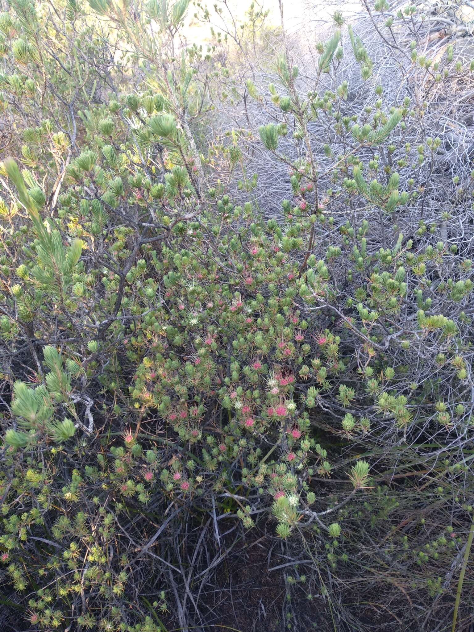 Image of Darwinia fascicularis Rudge