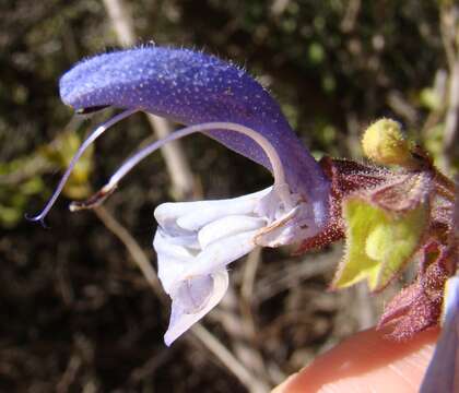 Salvia chamelaeagnea Berg. resmi