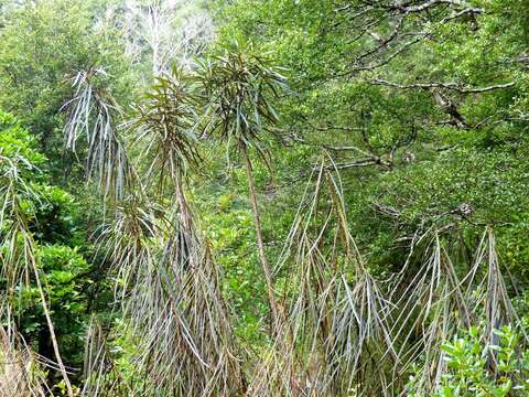 Image of Pseudopanax crassifolius (Sol. ex A. Cunn.) K. Koch