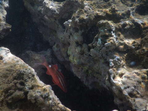 Image of Whitesaddle goatfish