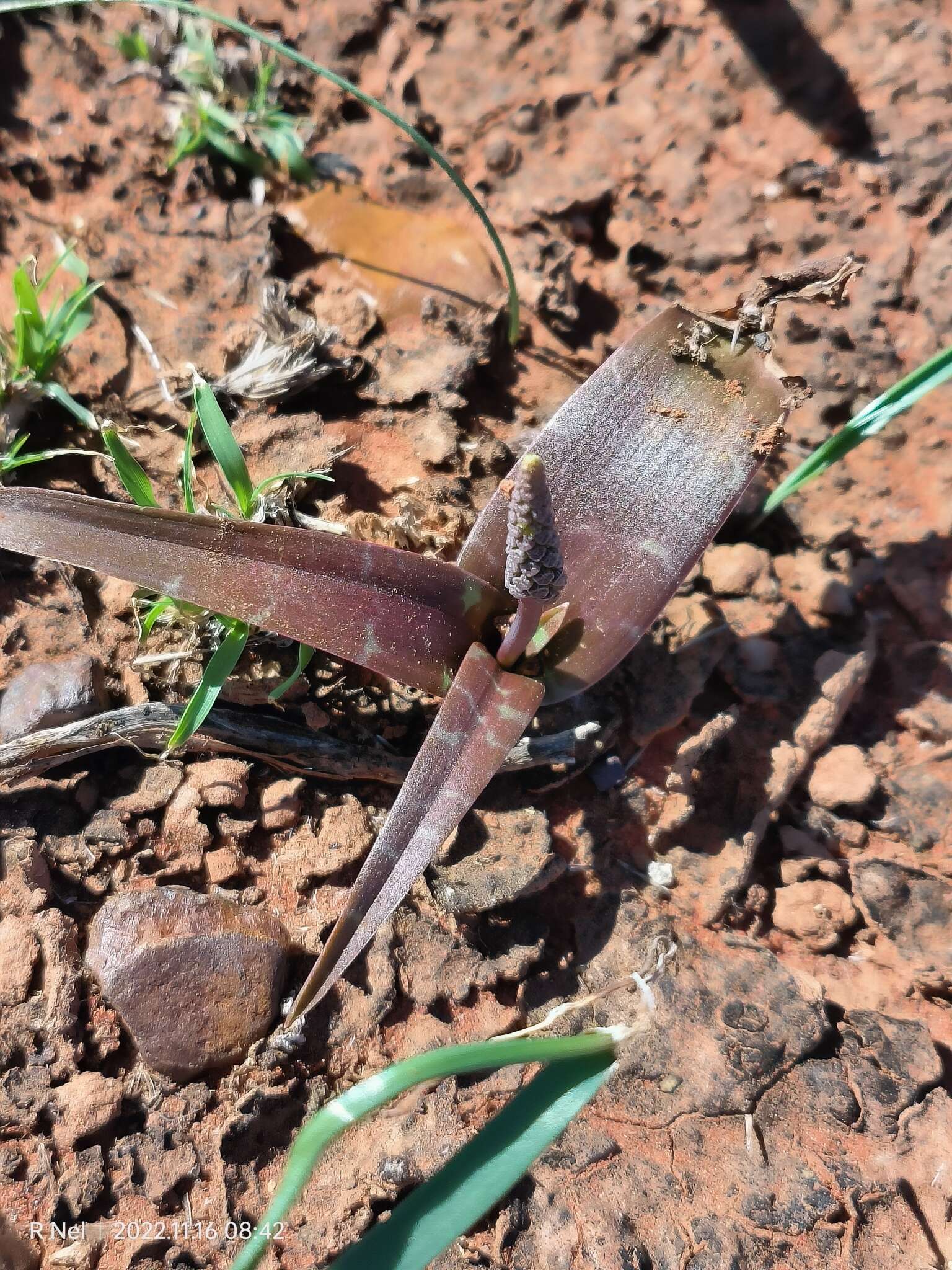 Image of Ledebouria apertiflora (Baker) Jessop