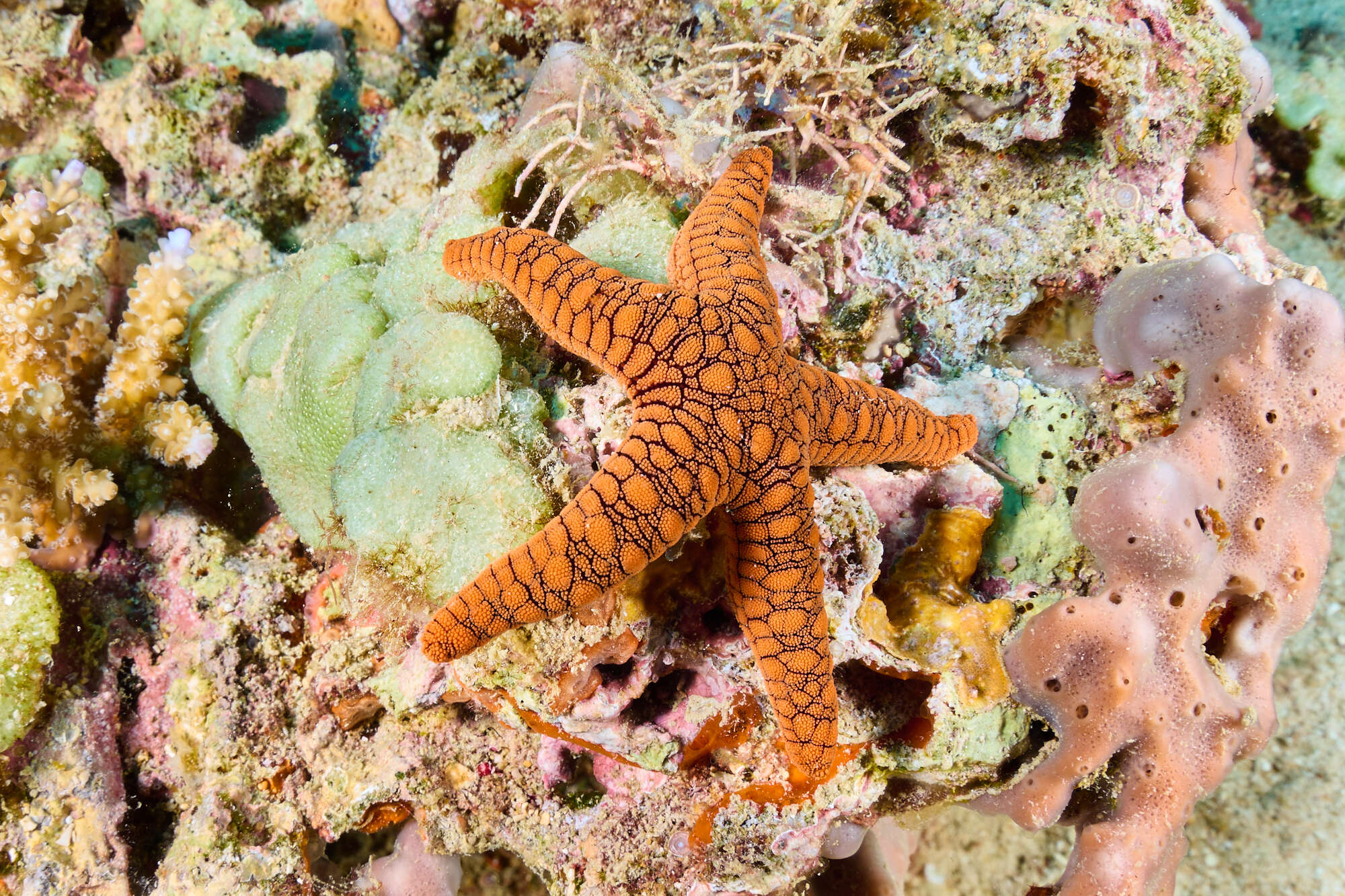 Image of Orange spotted purple sea star