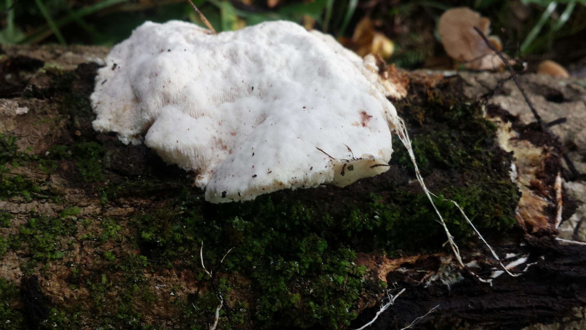 Image of Tyromyces lacteus (Fr.) Murrill 1907