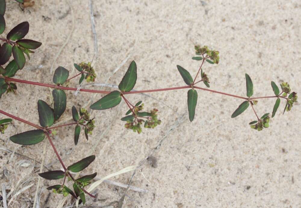 Image of Hyssop-Leaf Sandmat