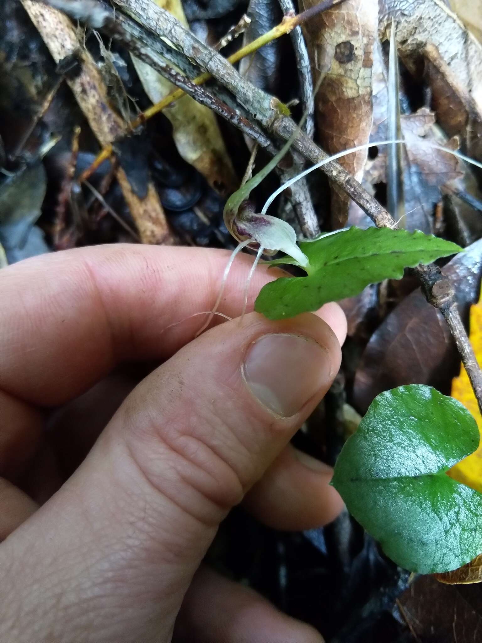 Image of Dancing spider orchid