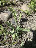 Image of blue nodding locoweed