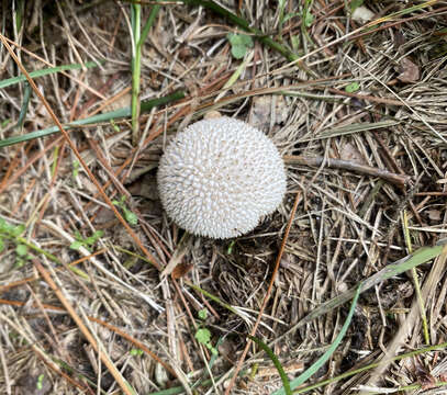 Image of Lycoperdon curtisii Berk. 1873