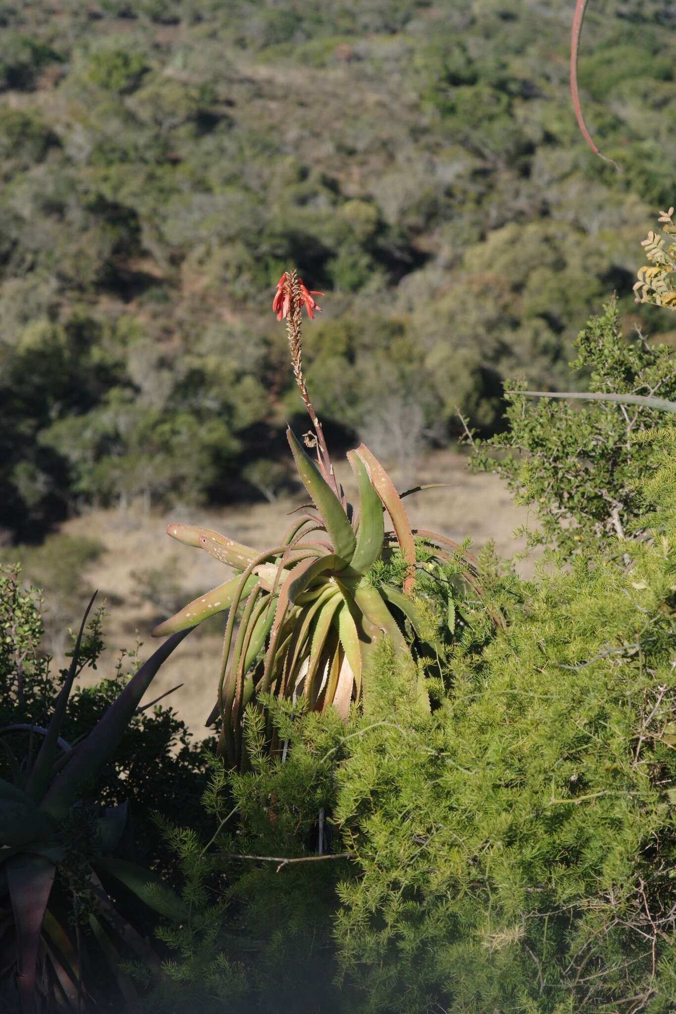 Image of Aloe pluridens Haw.