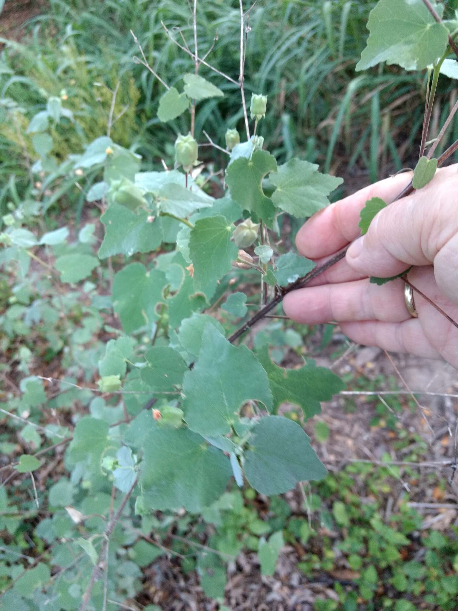 Image of anglestem Indian mallow