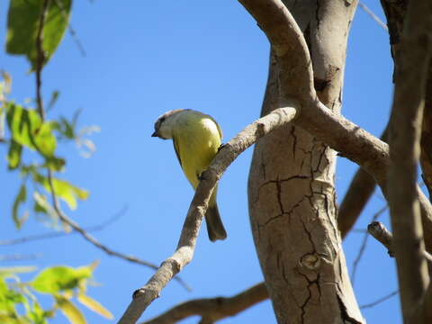 Image of Lemon-bellied Flycatcher