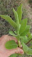 Image of Bushveld honeysuckle-tree