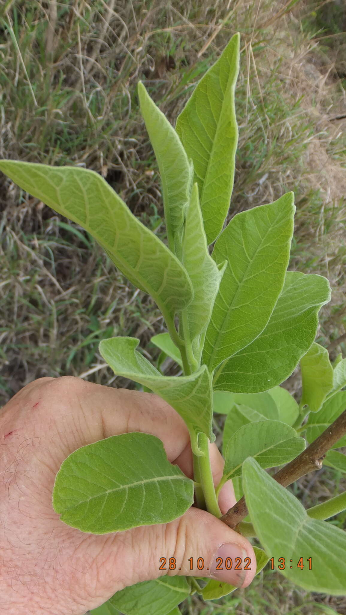 Image of Bushveld honeysuckle-tree