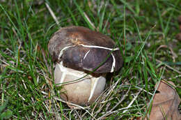 Sivun Boletus aereus Bull. 1789 kuva