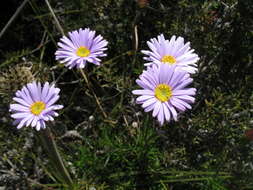 Image of fringed daisy-bush