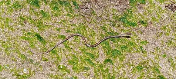 صورة Psammophis orientalis Broadley 1977