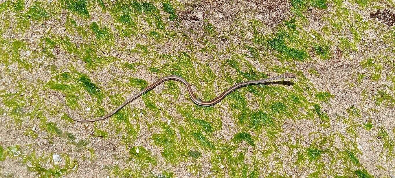 Image of Eastern Stripe-bellied Sand Snake